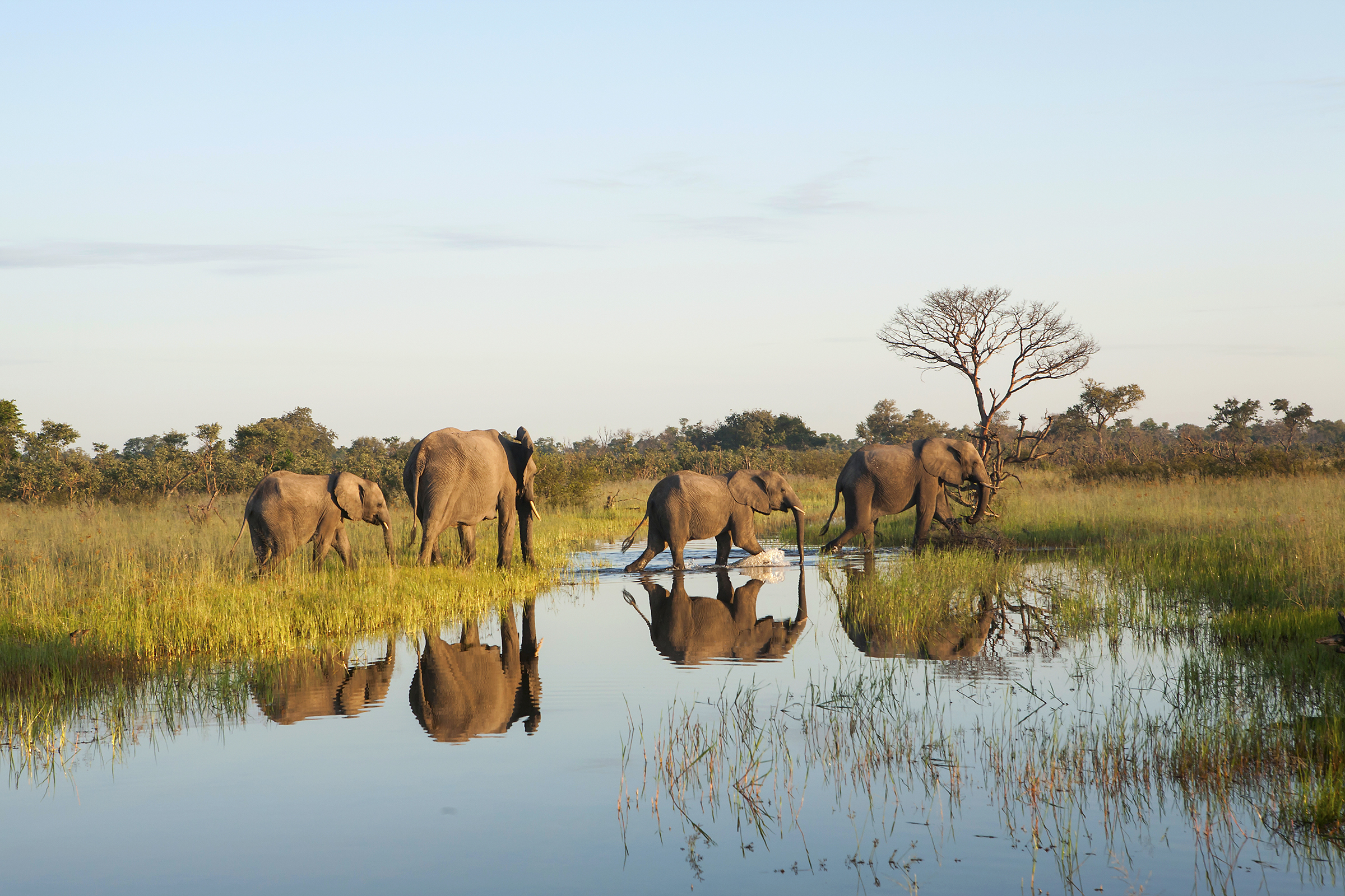 Botswana elephants green destination