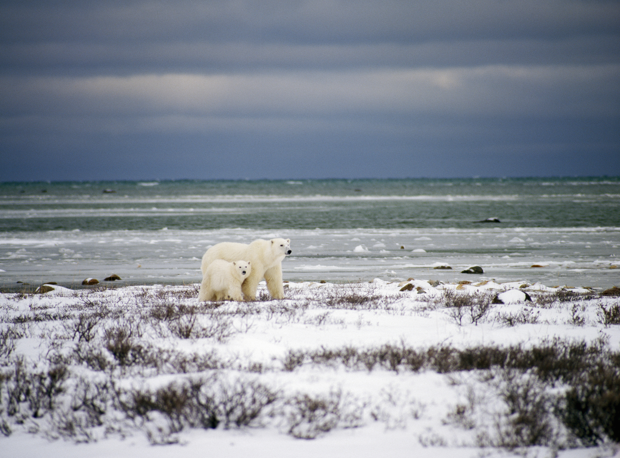 Polar bear spotting Canada adventure travel safety first